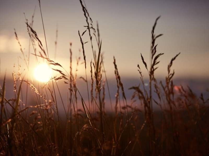 Close-up of plants growing on field at sunset