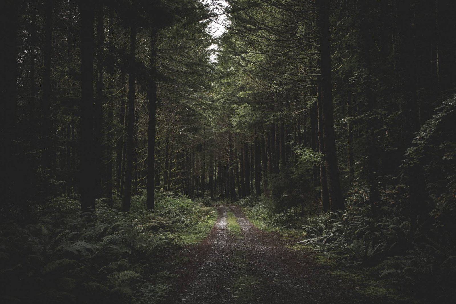 Curvy narrow muddy road in a dark forest surrounded by greenery