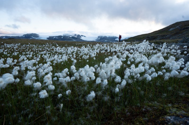 Person in a field of beautiful white flowers