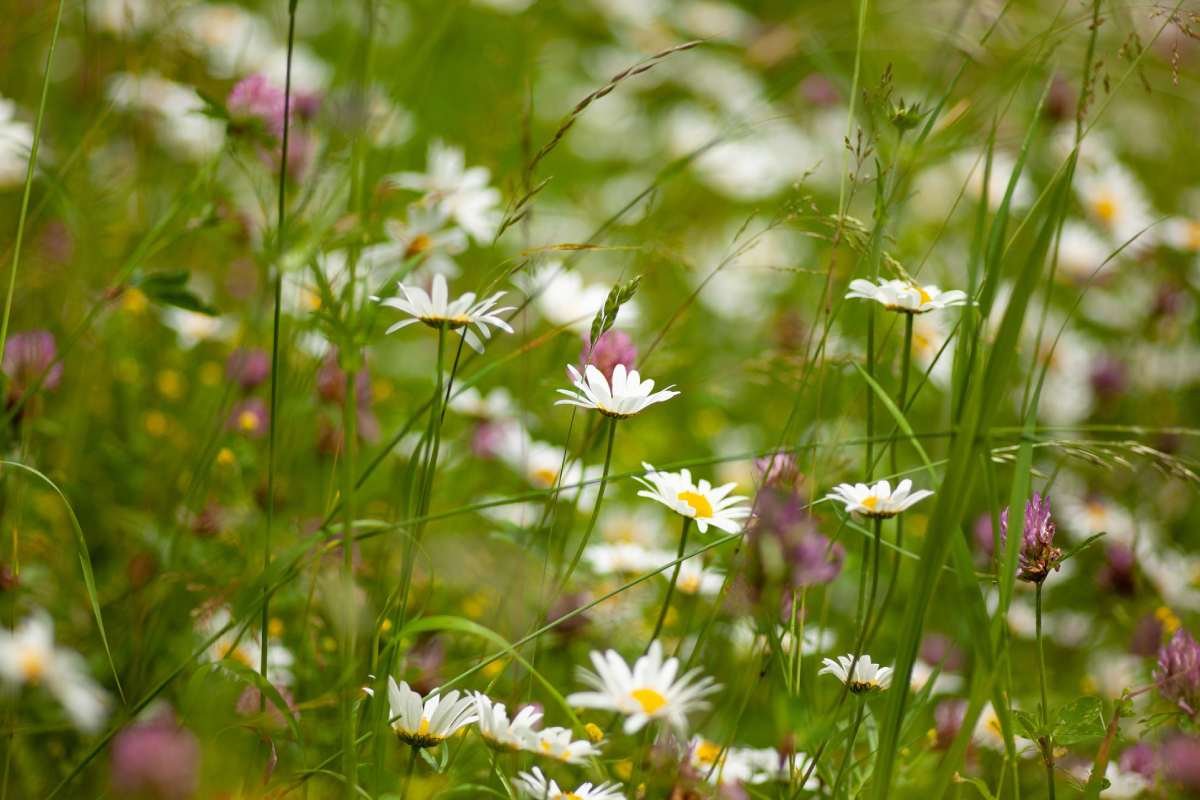 Selective focus shot of a daisy in the field