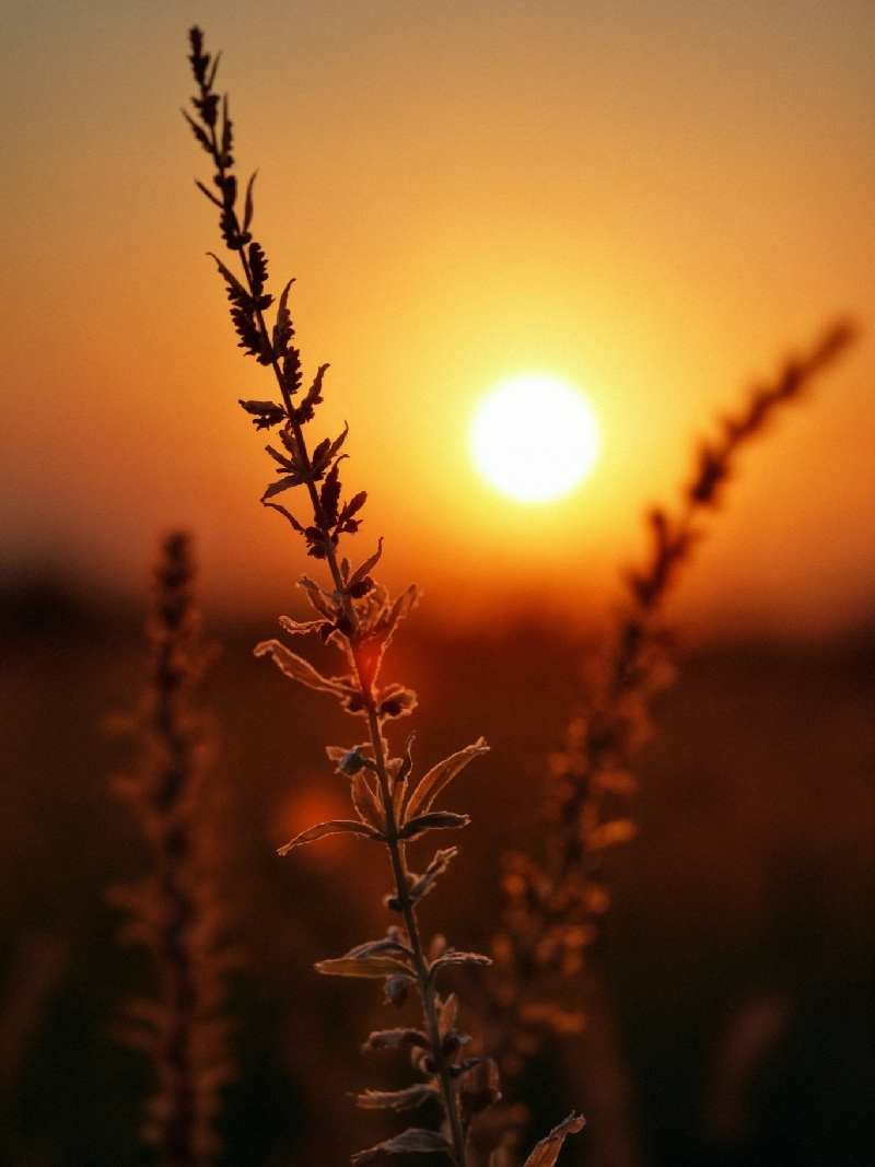 _beautiful-sunset-scene