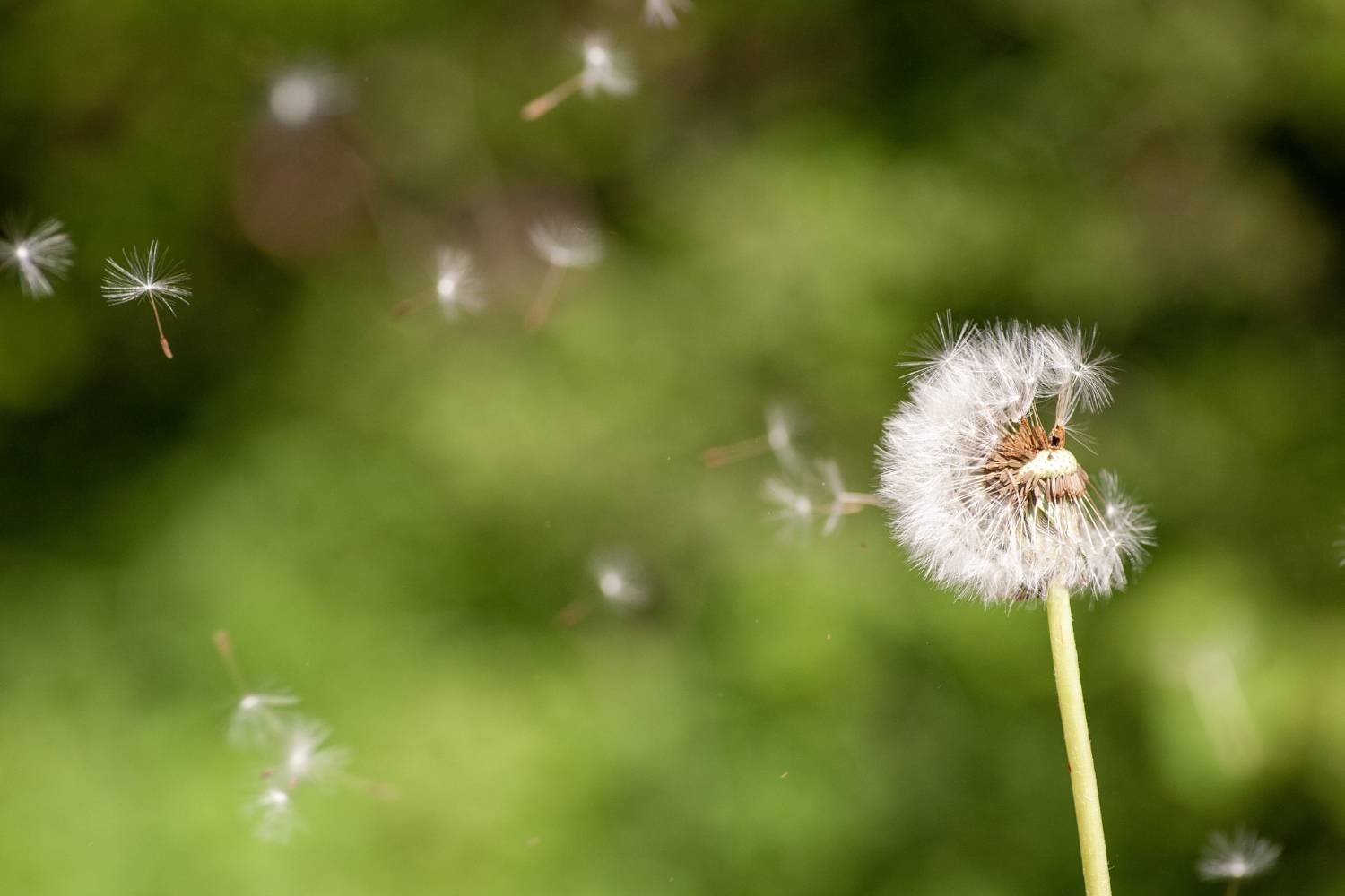dandelion image