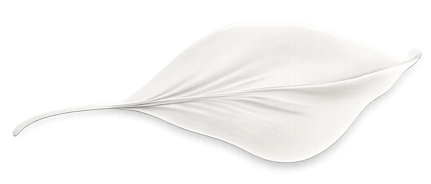 white leaf(1)