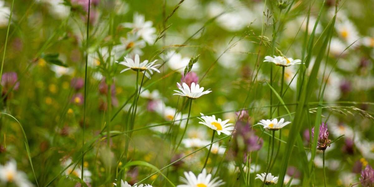 Selective focus shot of a daisy in the field